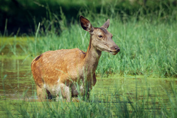 Hind walking in shallow water on sunny day in spring