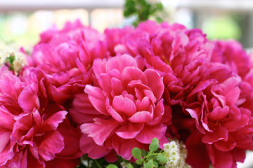 Pink peonies closeup