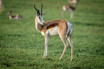Springbok standing in the grass.
