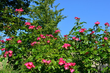 Wild pink roses