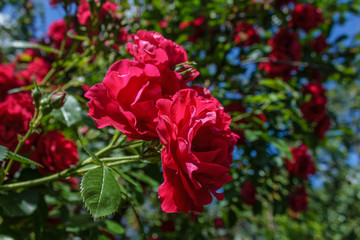 Red roses on a bush in a garden.
