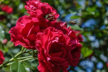 Red roses on a bush in a garden.