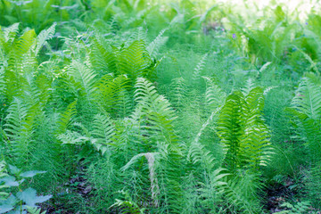 Green fern leaves in the forest. Close-up