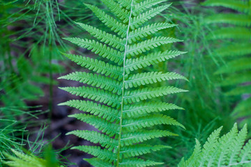 Green fern leaves in the forest. Close-up