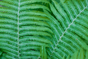 Green fern leaves in the forest. Close-up