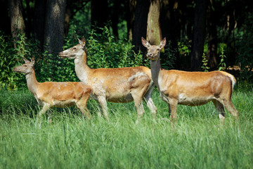 Group of hinds (red deer female) walking on meadow with spring flowers in front of forest