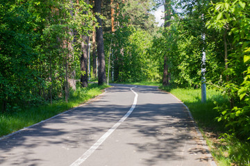 Fototapeta premium Asphalt road in the forest. Trees and bushes with green foliage. Summer