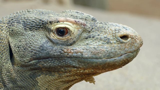 Close-up of the head of a Komodo Dragon, moves his head and looks at you.(VARANUS KOMODOENSIS).