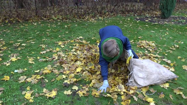 woman bring leaves into fabric bag in garden. Seasonal work. 4K