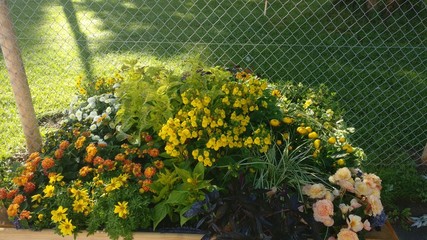 flowers in front of a fence