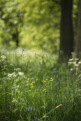 Lovely shallow depth of field fresh landscape of English forest and countryside in Spring sunshine