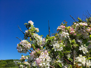 Apple tree flowers sky background