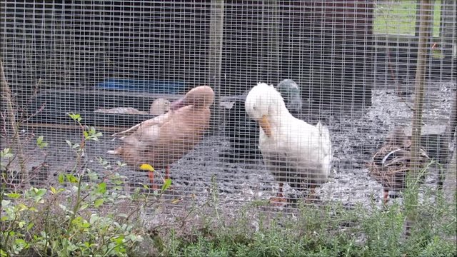 Backyard ducks preening in a muddy enclosure. 2016/17 DEFRA restrictions in the UK due to risk of infection with H5N8 avian influenza created less than ideal conditions for a lot of domestic birds.