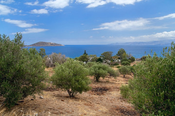 Olive trees on the coast of the Gulf of Mirabello. Crete. Greece.