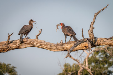 Two Southern ground hornbills on the branch.