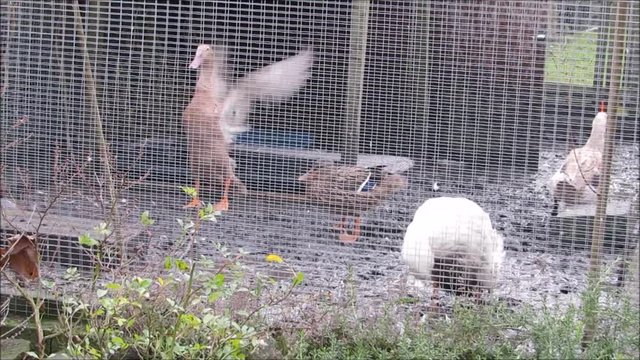 Five backyard ducks preening in a muddy enclosure. A DEFRA prevention zone in the UK created less than ideal conditions for a lot of domestic birds during the H5N8 bird flu outbreak in 2016 and 2017