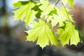 Maple leaves