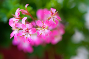 Fototapeta premium Summer flowers 