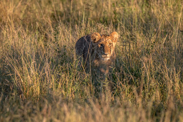 A Lion cub walking in the grass.