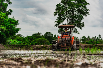 farmer driving tractor for preparing the land for rice farming.