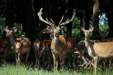 Naklejka na ściany i meble Large group of red deers and hinds walking in forest. Wildlife in natural habitat