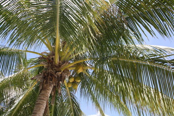 Kokospalme mit Kokosn&uuml;ssen