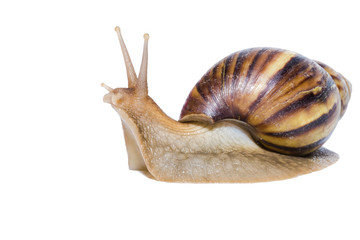 Close up of Snail isolated on white
