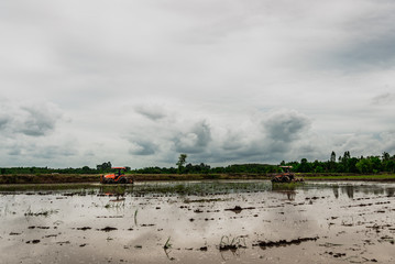 farmer driving tractor for preparing the land for rice farming.