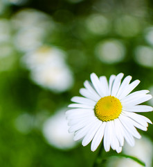 Obraz premium Soft white daisies bloom in summer