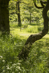 Lovely shallow depth of field fresh landscape of English forest and countryside in Spring sunshine
