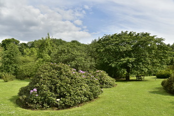 Plantes médicinales au Jardin Botanique National de Belgique à Meise 