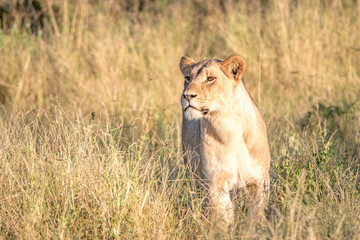 Naklejka premium A female Lion walking in the grass.