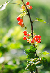 red currants growing on a branch of a bush on a sunny summer day