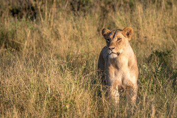 A female Lion walking in the grass.