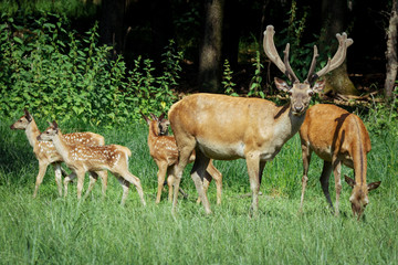 Naklejka na ściany i meble Group of red deers with growing antlers standing on meadow and looking at camera