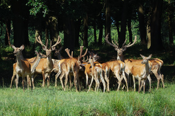 Naklejka na ściany i meble Large group of red deers and hinds walking in forest. Wildlife in natural habitat