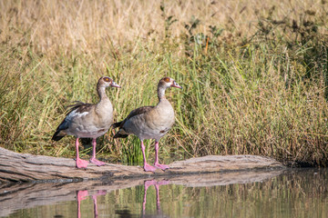 Two Egyptian geese standing in front of the water.