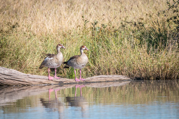 Two Egyptian geese standing in front of the water.