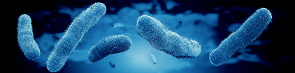 microscopic view of vibrio vulnificus bacteria - obrazy, fototapety, plakaty