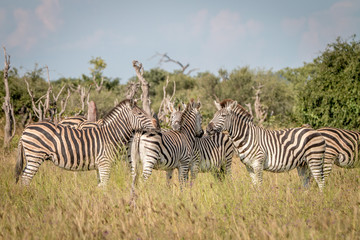 Fototapeta premium A group of Zebras bonding in the grass.