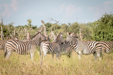 A group of Zebras bonding in the grass.