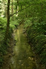 Fototapeta na wymiar Ruisseau traversant la végétation dense dans le bois du Jardin Botanique National de Belgique à Meise