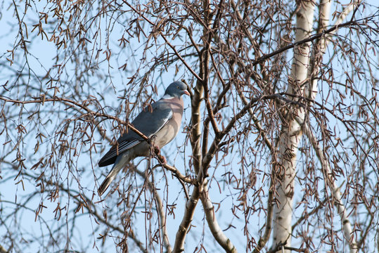 common wood pigeon in a birch tree