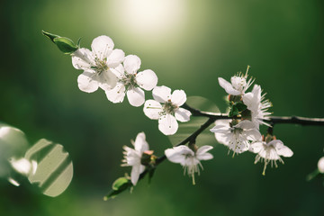 Blossoming of the apricot tree in spring time with white beautiful flowers. Macro image with copy space. Natural seasonal background.