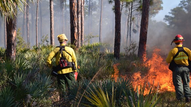 Prescribed burn demonstration