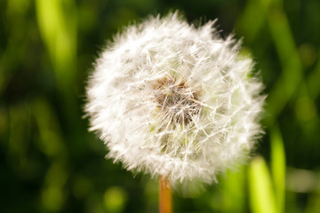 Photo of a dandelion on a green grass background