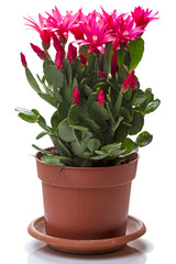 Flowers Schlumbergera in a flowerpot