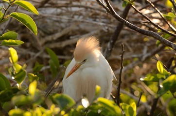 Nesting cattle egret 