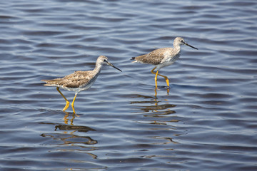 Two lesser yellowlegs wading in a pond, Merritt Island, Florida.