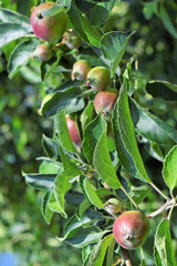 Young apples in a small orchard during springtime